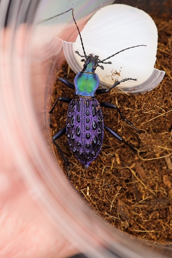 イボカブリモドキSSP重慶市産ブルー系亜種WF1飼育の記録-前編 | ホペイ