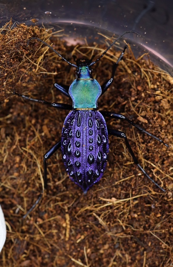 イボカブリモドキSSP重慶市産ブルー系亜種WF1飼育の記録-前編 | ホペイ