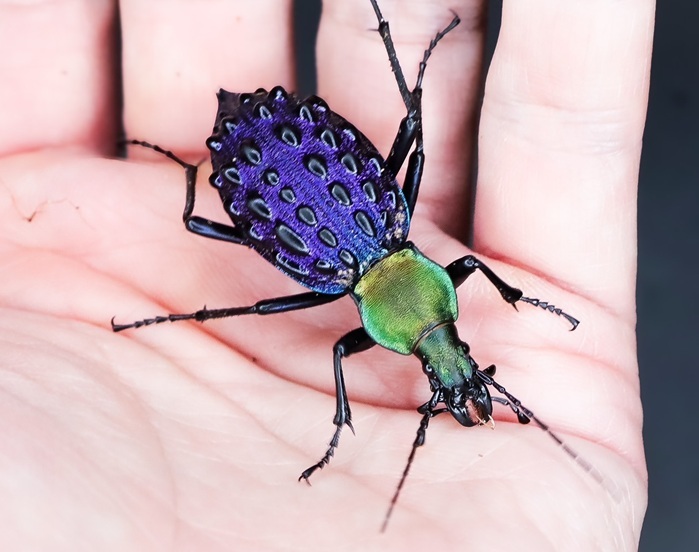 イボカブリモドキSSP重慶市産ブルー系亜種WF1飼育の記録-前編 | ホペイ