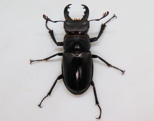 ミクラミヤマ飼育記 - ミクラミヤマ