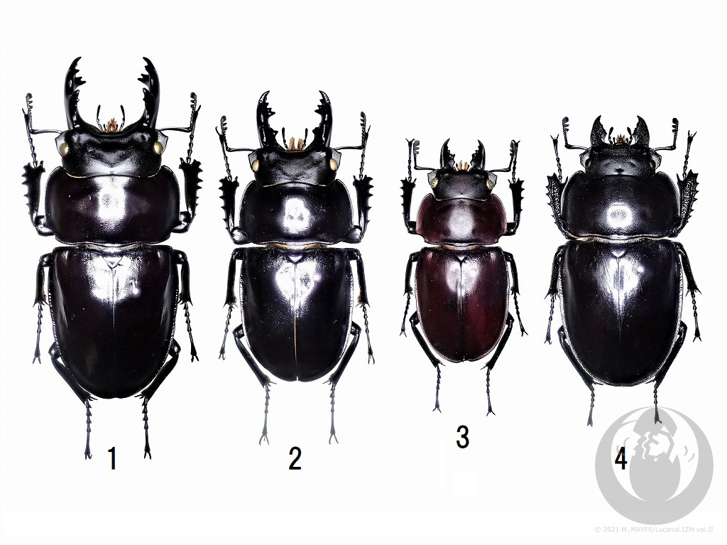 ヤエヤママルバネクワガタについて - Lucanid.IZM Vol.II -日本産