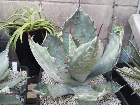 2020年06月 - Johnny the planter