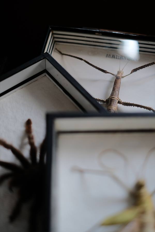 くなりみい出品 立体標本6点 くなりみい出品 立体標本6点 くなりみい