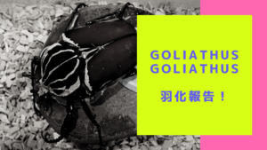 D6CE0EAC-8F32-42D9-A7D0-