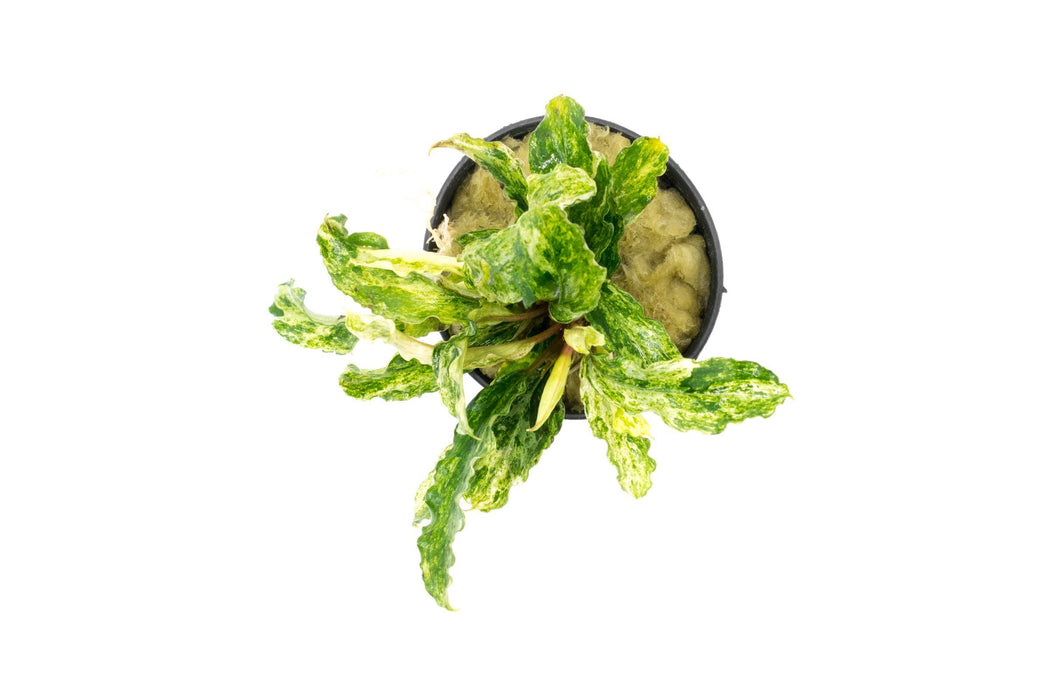 Bucephalandra Variegated Marble - Buce Plant