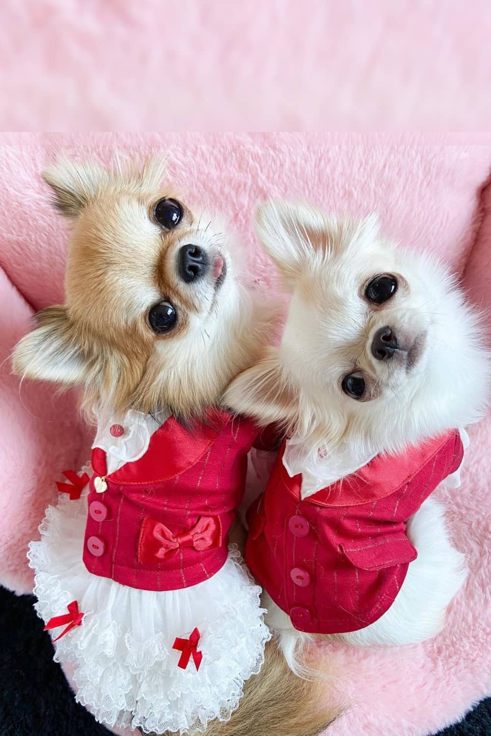 ドッグブティック・ブルブブ