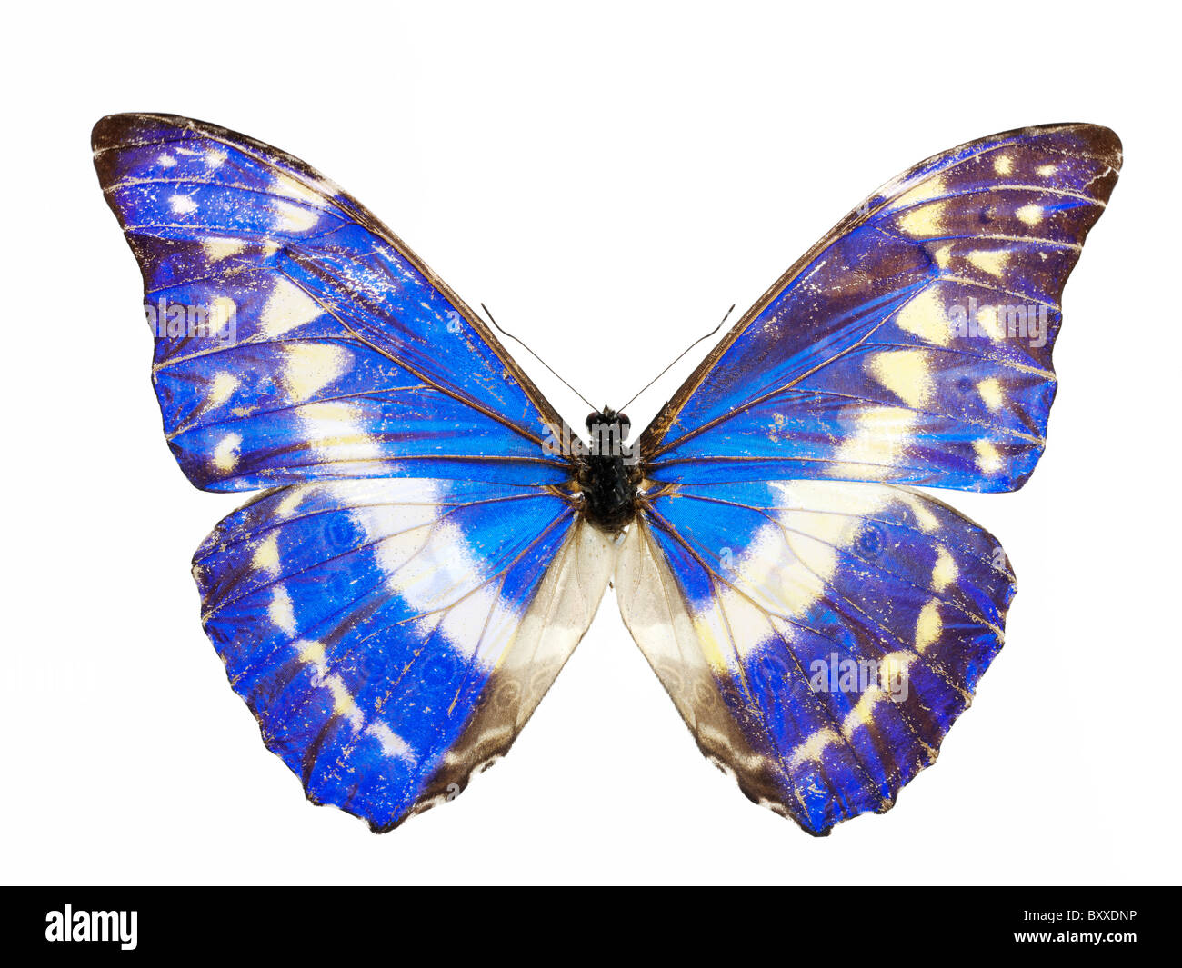 標本 Peru Morpho helena 140mm 標本 Peru Morpho helena 140mm 標本