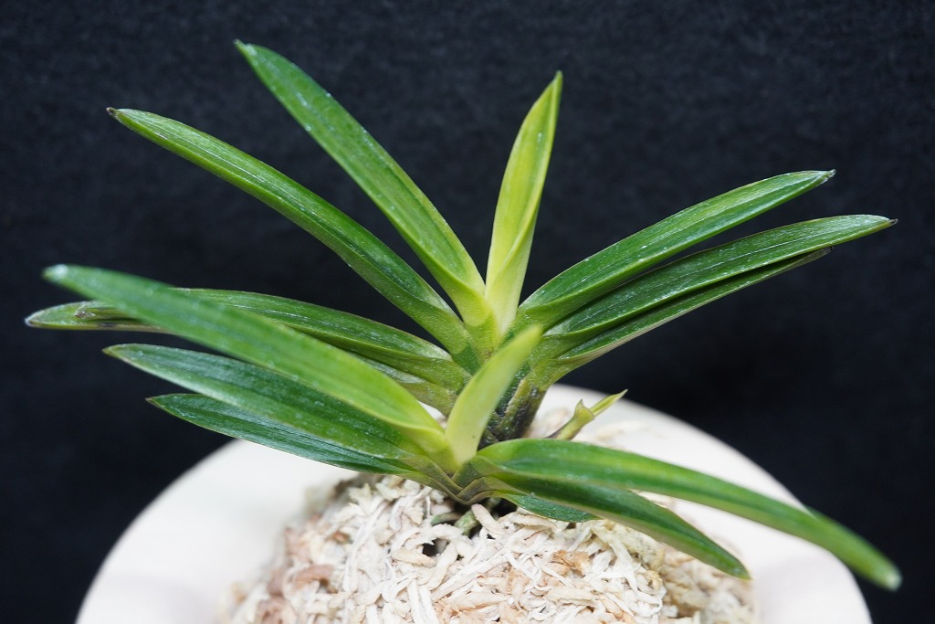 富貴蘭「金牡丹」 ☆富貴蘭☆【金牡丹】本物です。 | 桜井園芸web