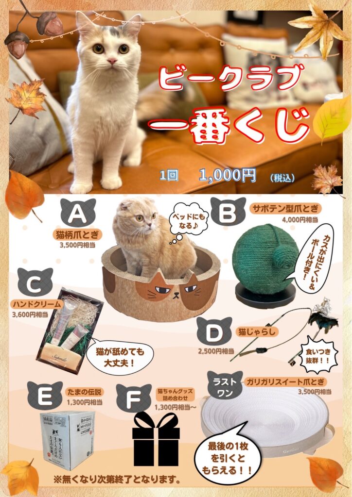 一番くじ販売中！！ | ビークラブ・猫店