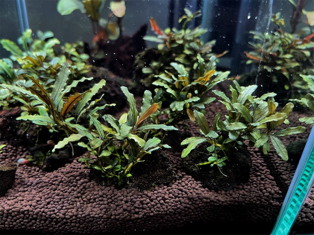 ブセファランドラを群生させるコツや群生向きの種類を紹介！ - たなごGo！