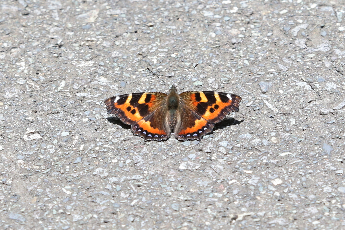 高山蝶に魅せられて - butterflyer's blog