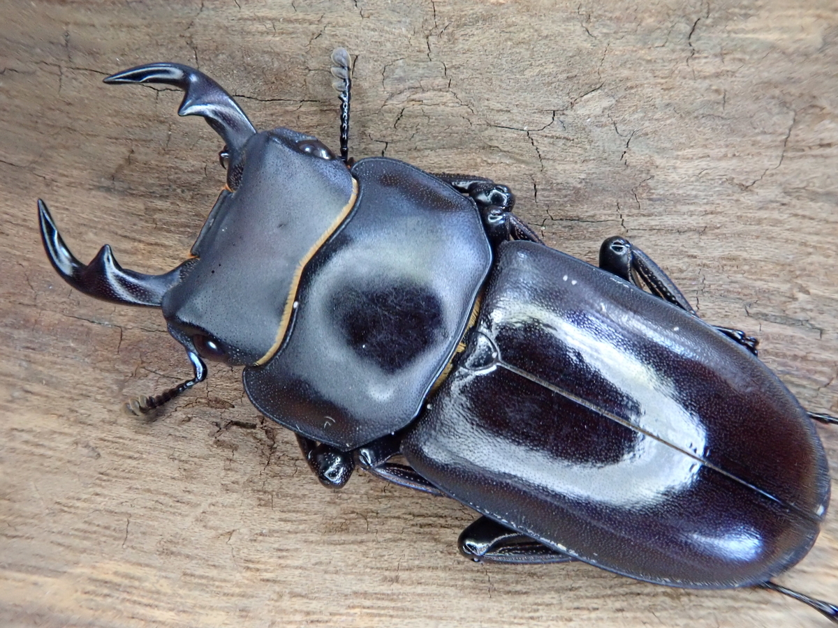 リュウキュウコクワガタ（沖縄県国頭村産）F3 飼育記録まとめ