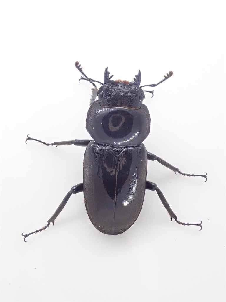 リュウキュウコクワガタ 超特大標本 リュウキュウコクワガタ 超特大