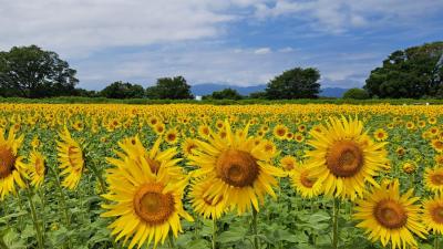 202308 55万本の花咲く座間ひまわりまつり』海老名・座間・綾瀬(神奈川