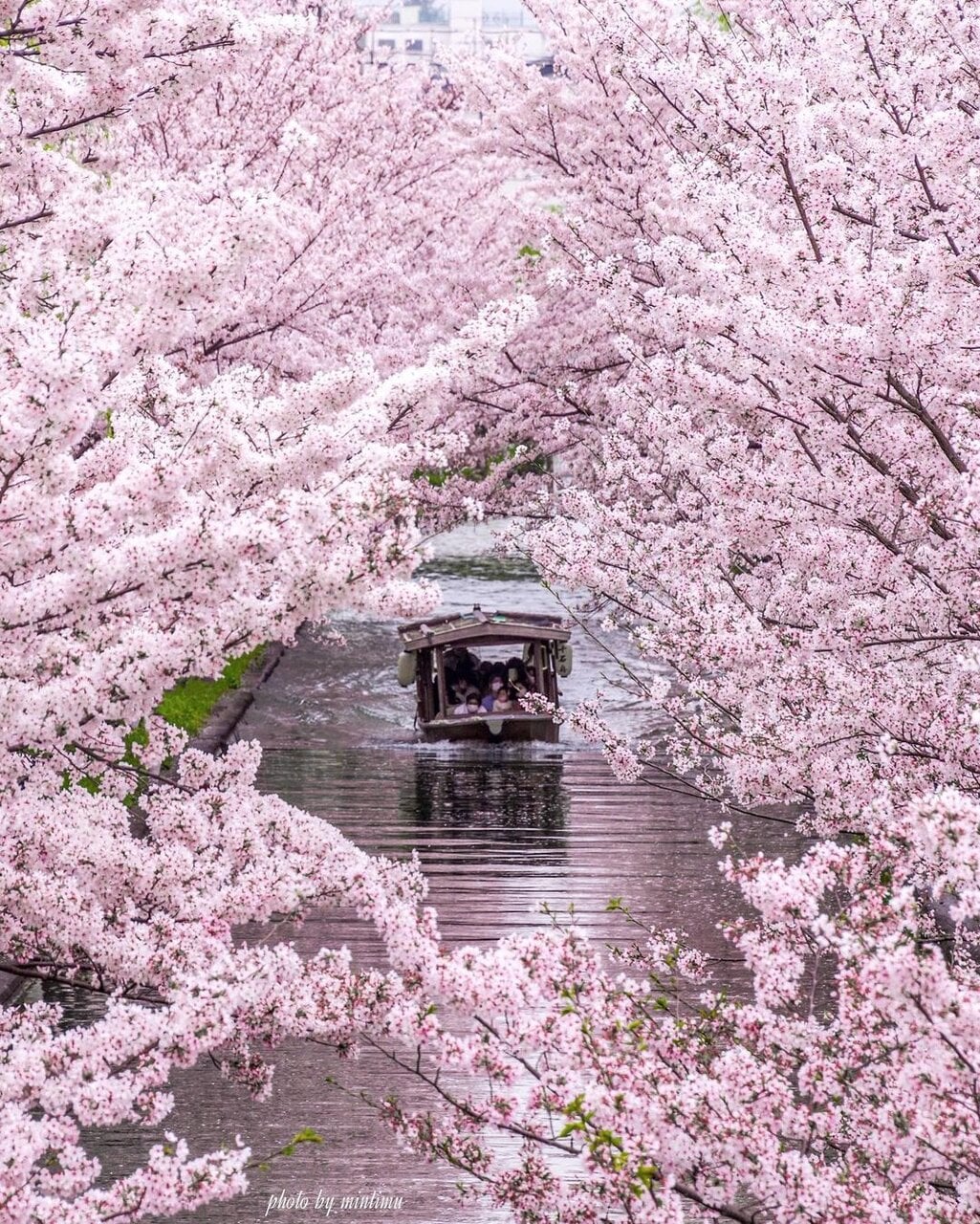 関西】美しい写真が撮れる「桜」の名所・花見スポット #GENIC_桜前線