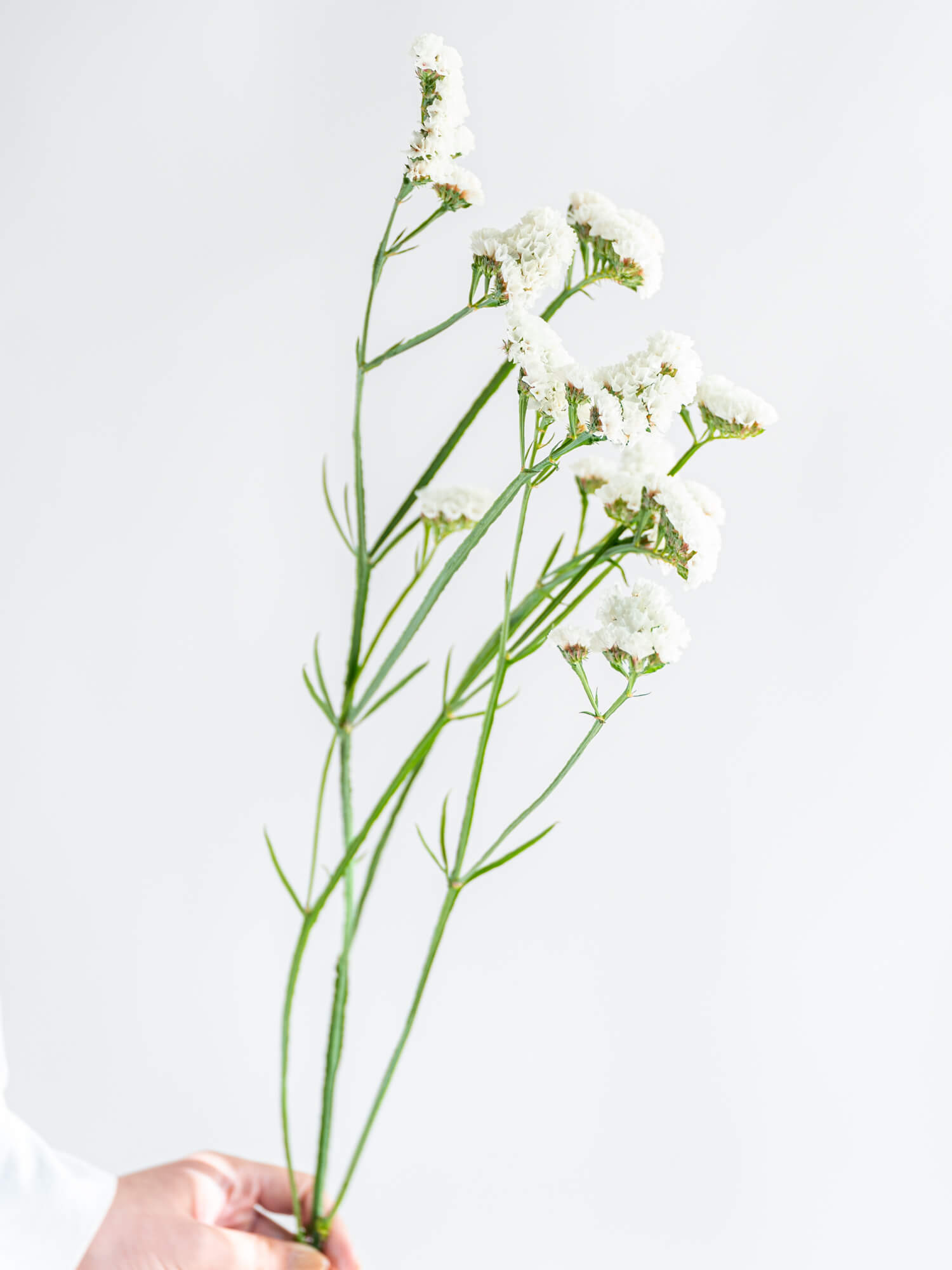 スターチス（白）ジュエリーホワイト｜花の仕入れを簡単に。花材の卸