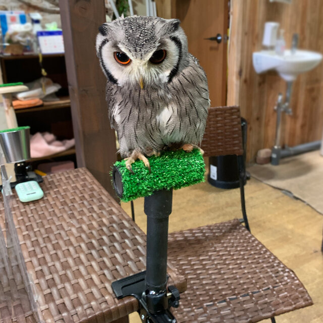 大福 ファルコンブロック パーチ 小型猛禽類 コノハズク等 ファルコン