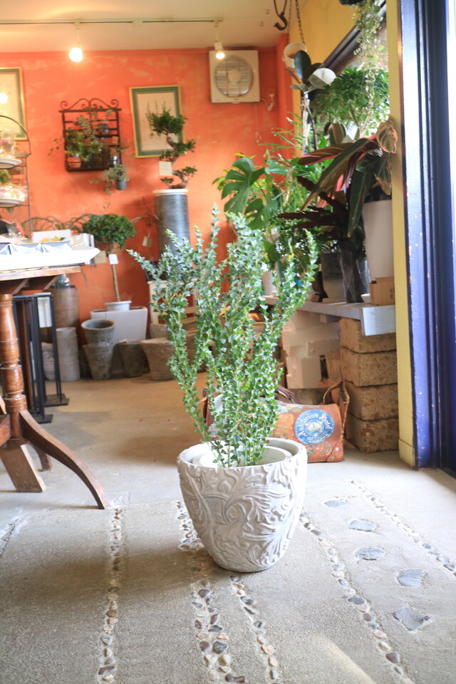 1点のみ！ちょっと大きな ミモザ アカシア の木 三角葉アカシア