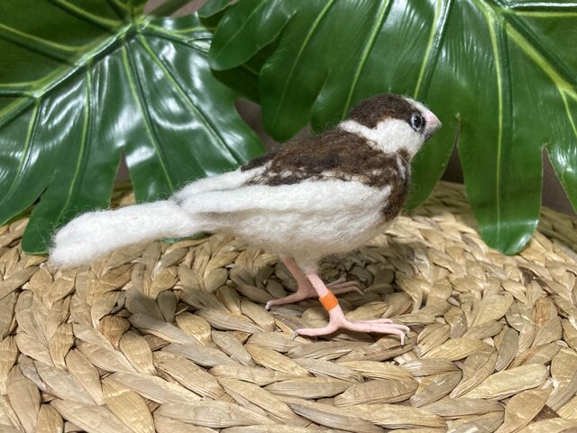 ☆K様オーダー品☆羊毛フェルト 十姉妹 | iichi 日々の暮らしを