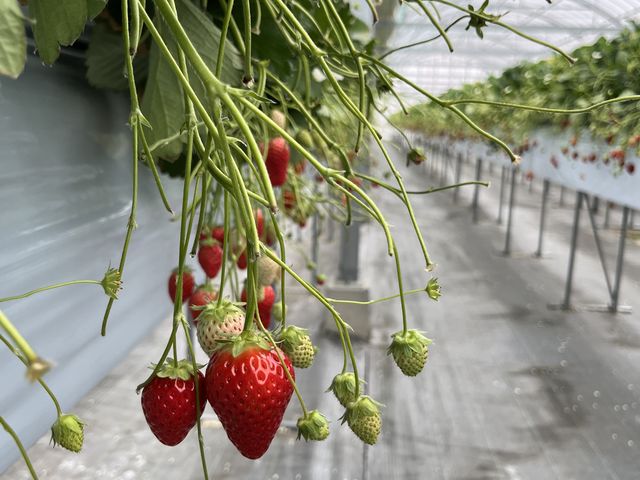 三ヶ尻いちご園】予約・アクセス・割引クーポン - じゃらんnet