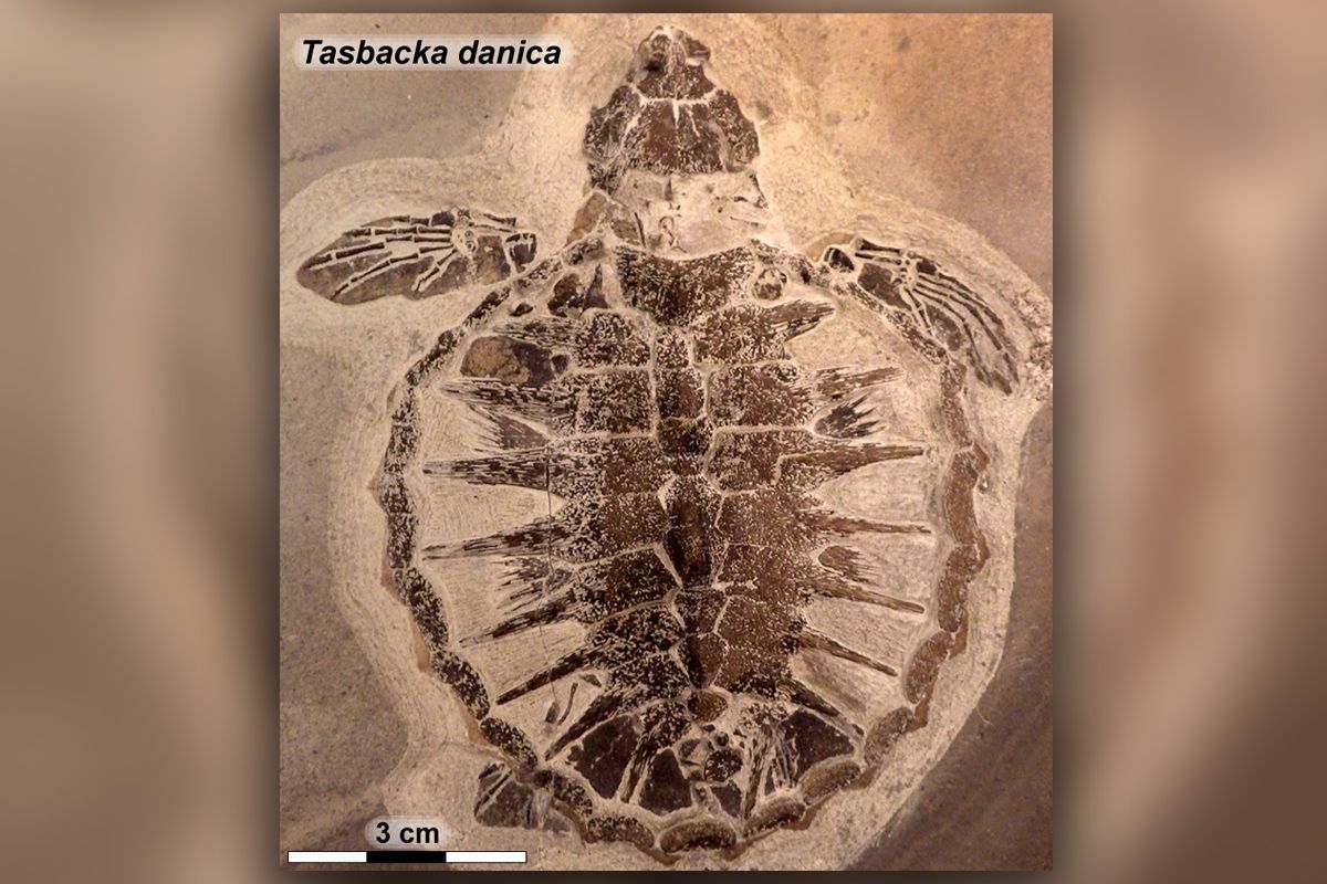 54-Million-Year-Old Baby Sea Turtle Had Built-In Sunscreen | Live