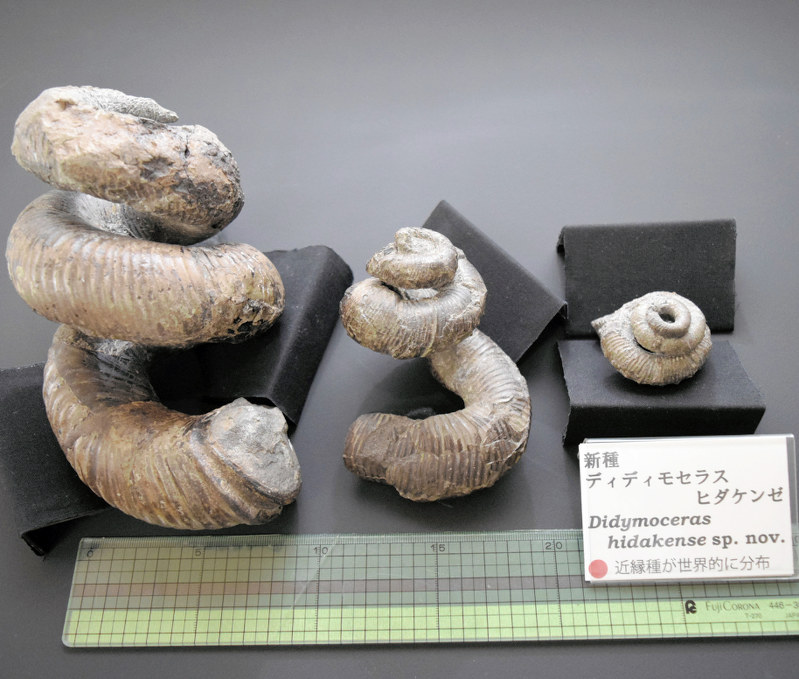 化石：アンモナイトの新種発見 北海道浦河町 | 毎日新聞