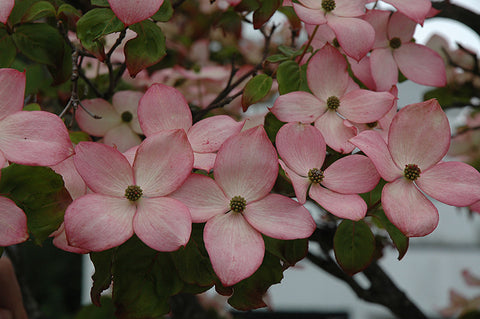 Cornus kousa 'Satomi' Korean Pink Dogwood – Outdoor Design & Living