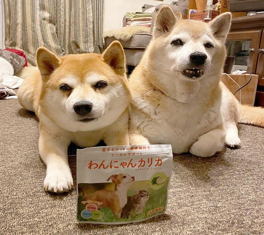 わんにゃんカリカLP – カリカセラピ株式会社