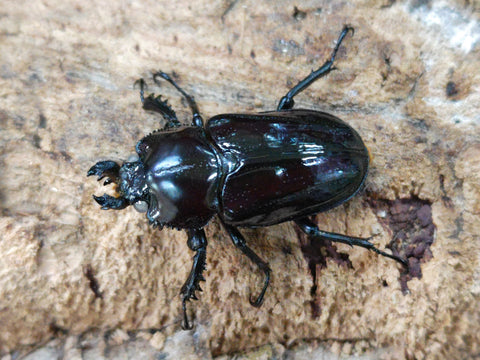 2024.10.20.新入荷!! – クワガタムシ・カブトムシ昆虫専門店COLORS