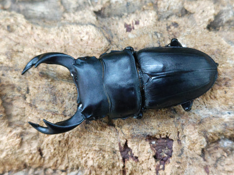 2024.10.20.新入荷!! – クワガタムシ・カブトムシ昆虫専門店COLORS