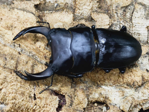 2023.8.20.新入荷!! – クワガタムシ・カブトムシ昆虫専門店COLORS