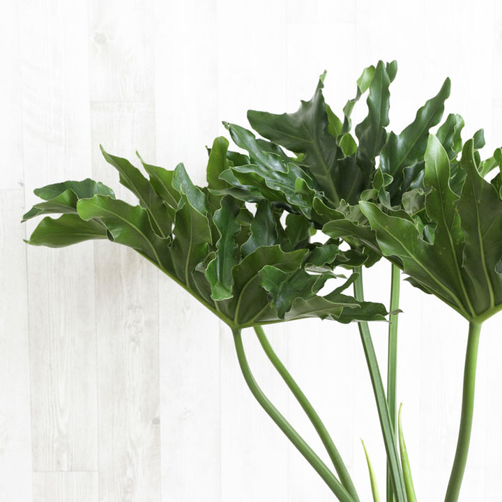 5株セットms39フィロデンドロン・セローム・斑入り 希少品種 観葉植物