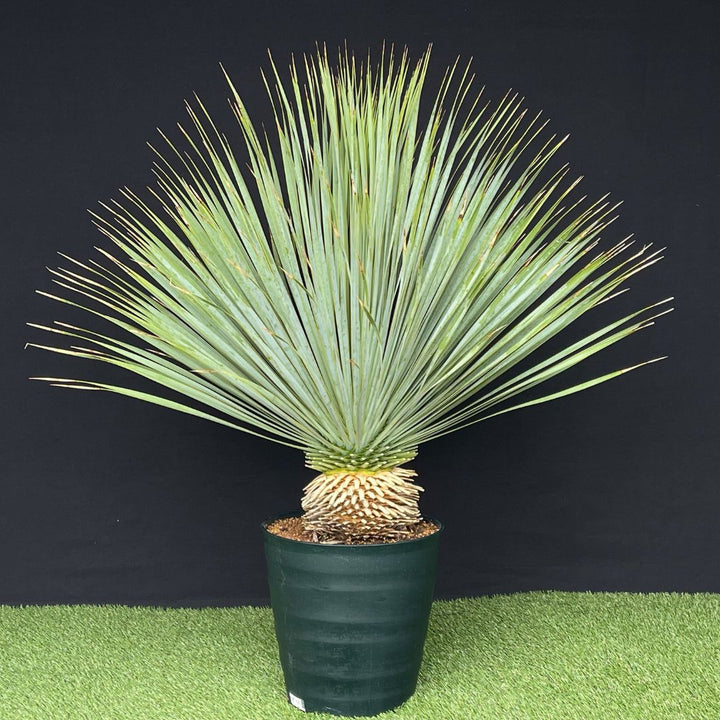 幹立】ユッカ・ロストラータ 9号 国内栽培の通販 | GreenSnap STORE