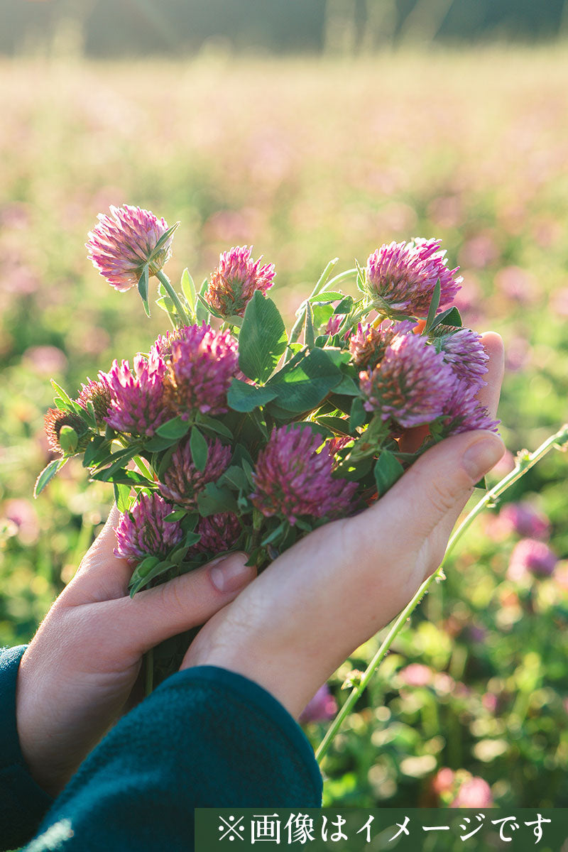 ジェイソン・ウィンターズ・ティー (プレミアムブレンドハーブティー