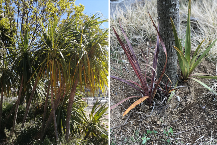 ニオイシュロラン