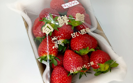 完熟いちご ほしうらら 約600g いちご イチゴ 苺 デザート フルーツ