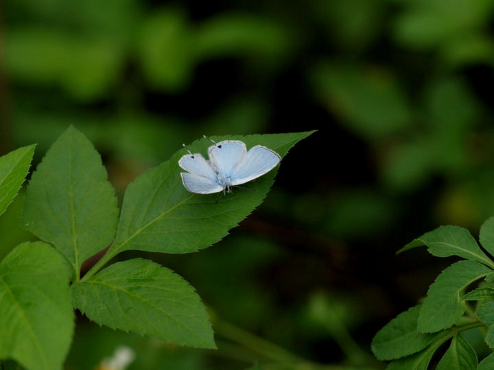 ウスアオオナガウラナミシジミ