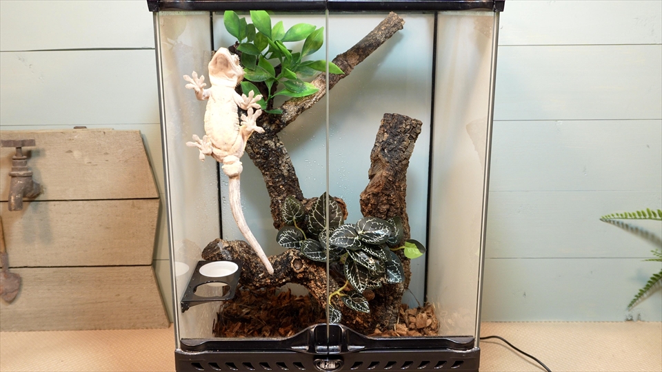 クレステッドゲッコー(オウカンミカドヤモリ) の飼い方・飼育用品