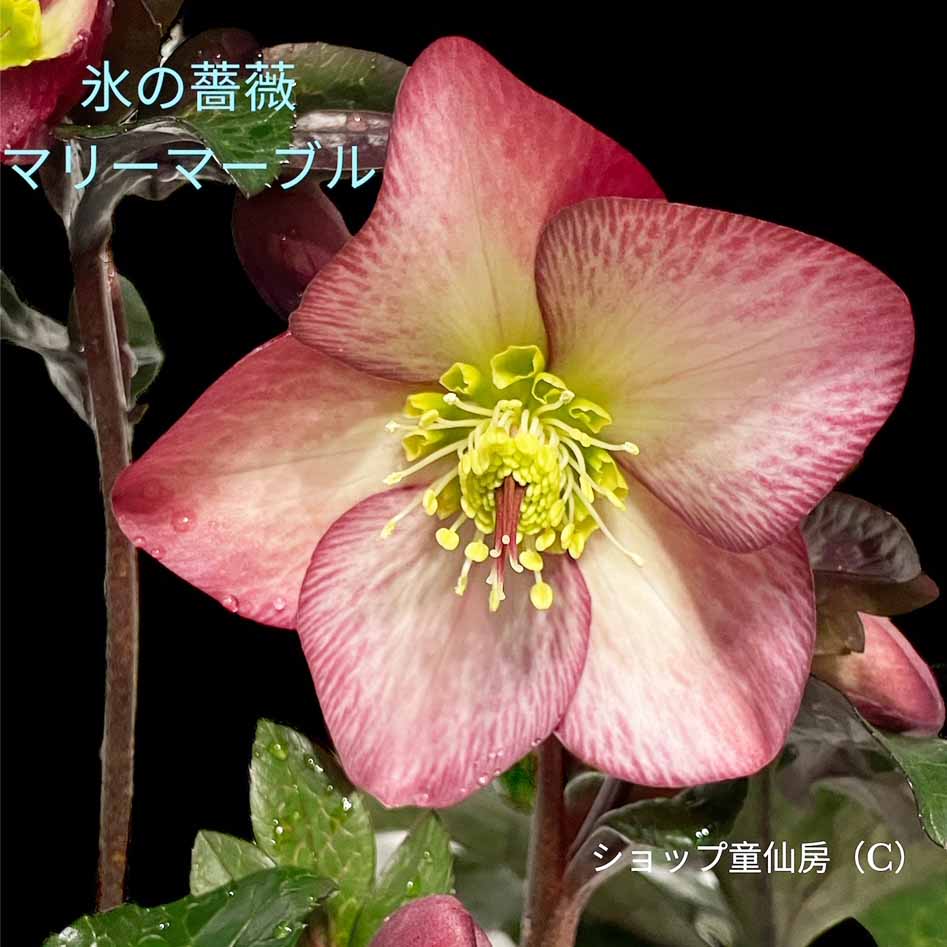 クリスマスローズ,童仙房ナーセリー＆ガーデンのクリスマスローズ,氷の