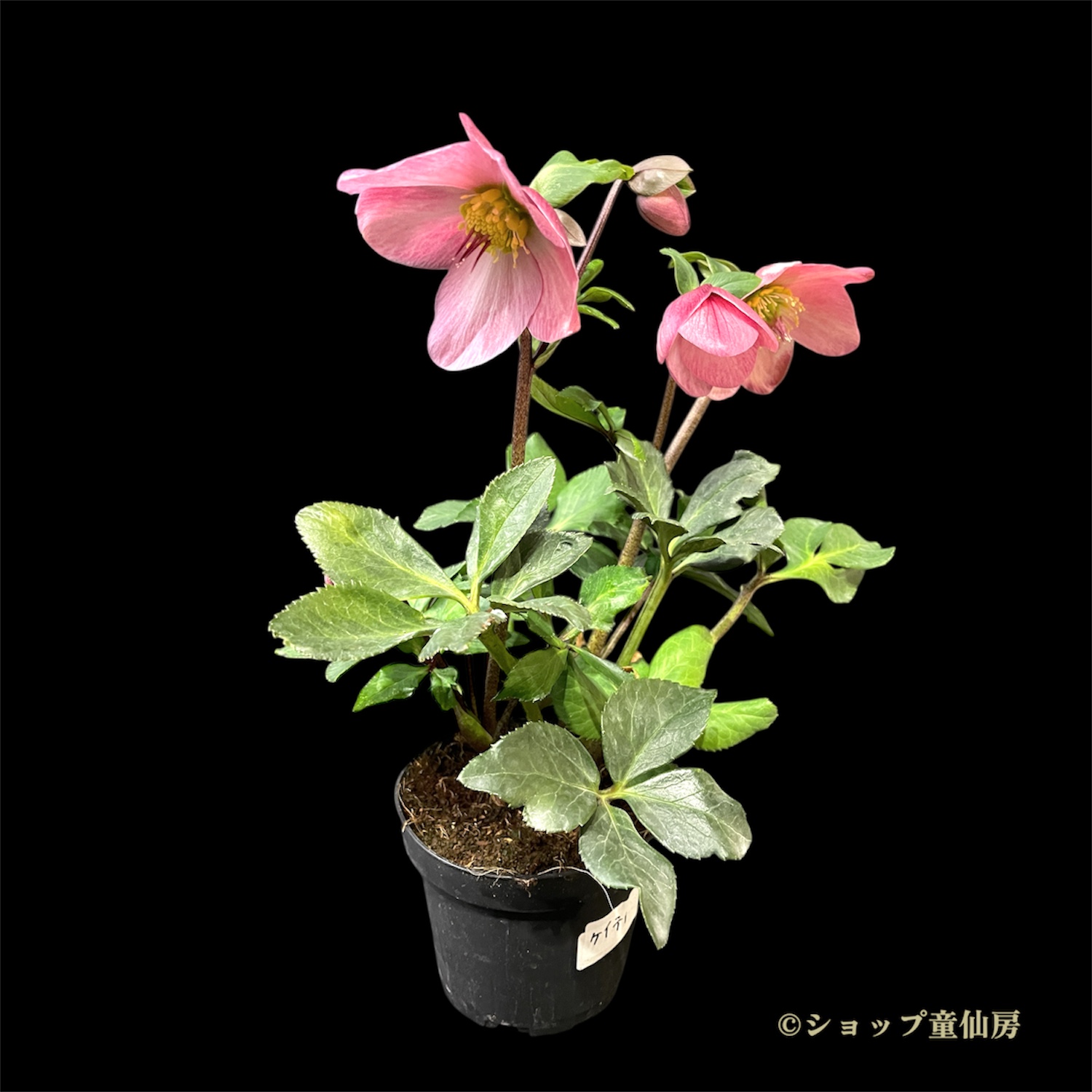 クリスマスローズ,童仙房ナーセリー＆ガーデンのクリスマスローズ,雪の