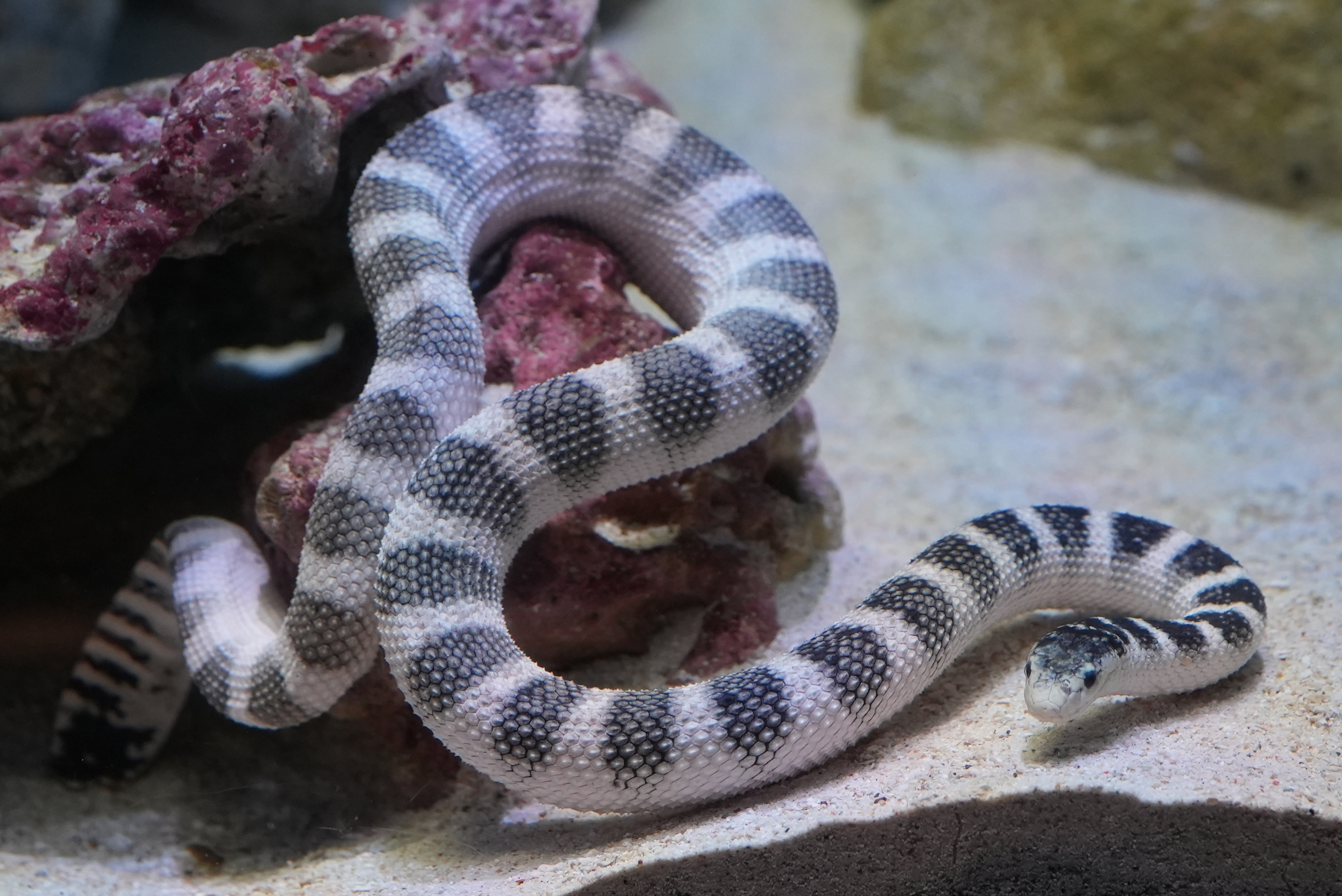 クロボシウミヘビ | 美ら海生き物図鑑 | 沖縄美ら海水族館 - 沖縄の美
