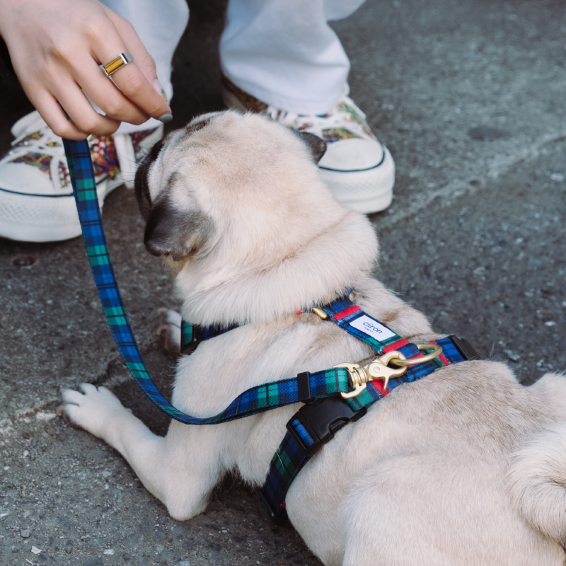 ハーネス Charlie 再入荷！ – ciiron tokyo