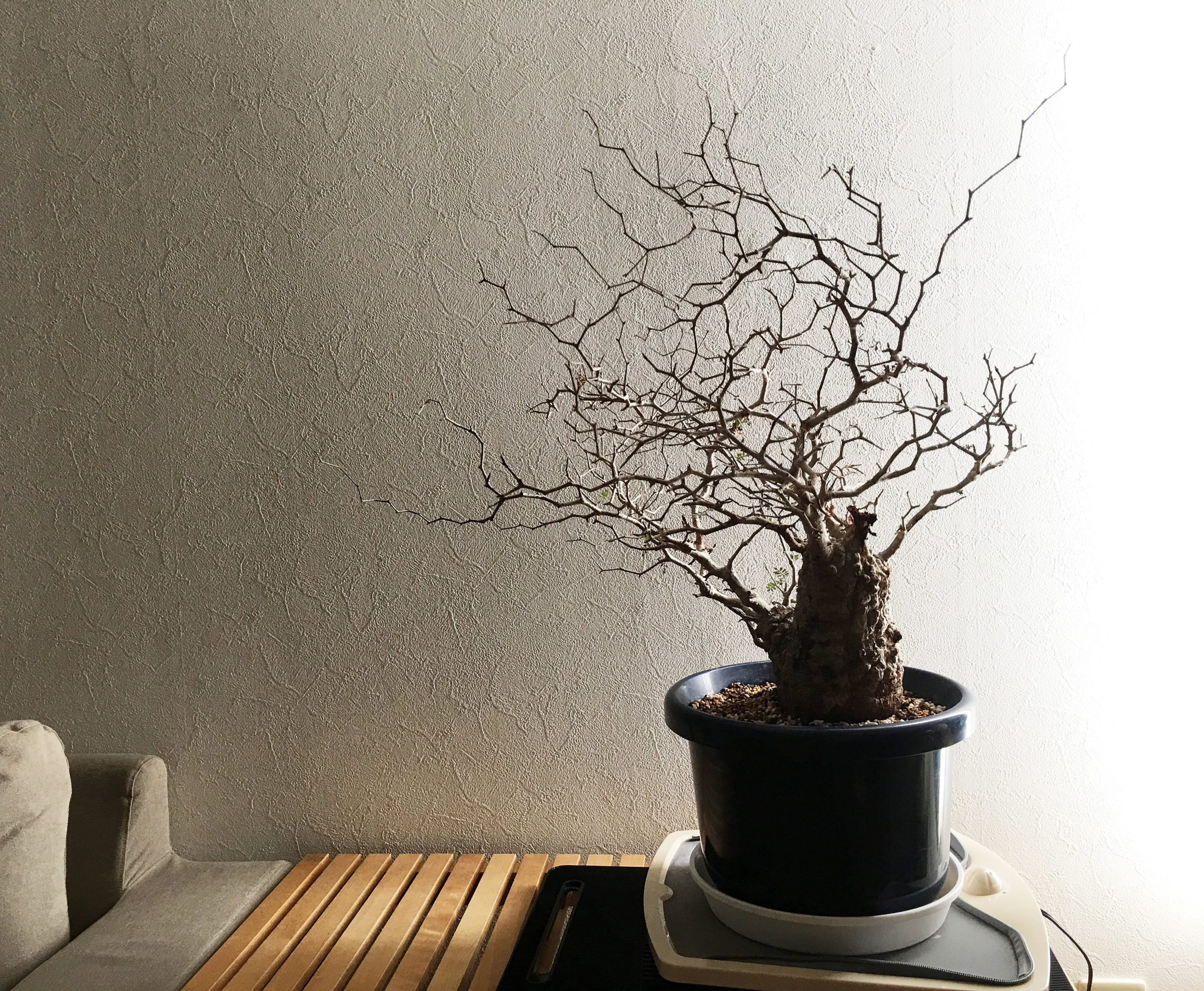 9日目】オペルクリカリア・パキプス現地株の発根管理