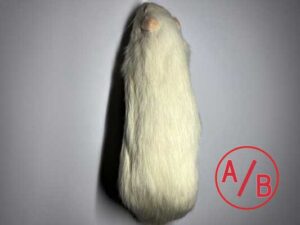 冷凍ラット レギュラー | サイバークリケット