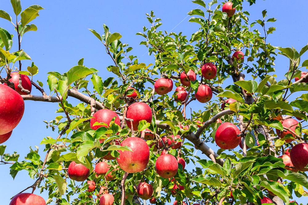 りんご | 自然の恵み旬食材 | おいしい函館