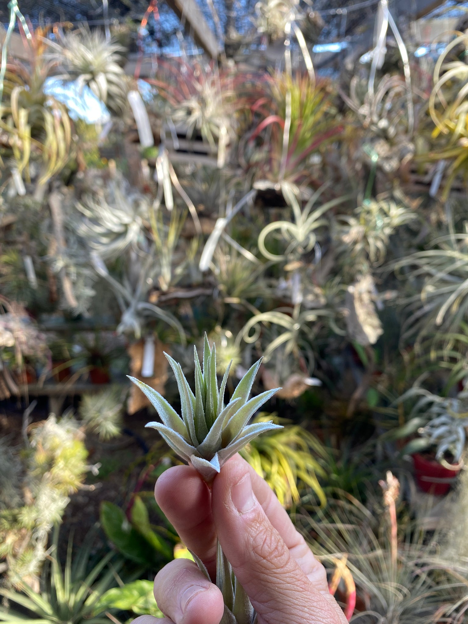 Tillandsia roseiflora x Tillandsia chapeuensis – Cuffel Farms