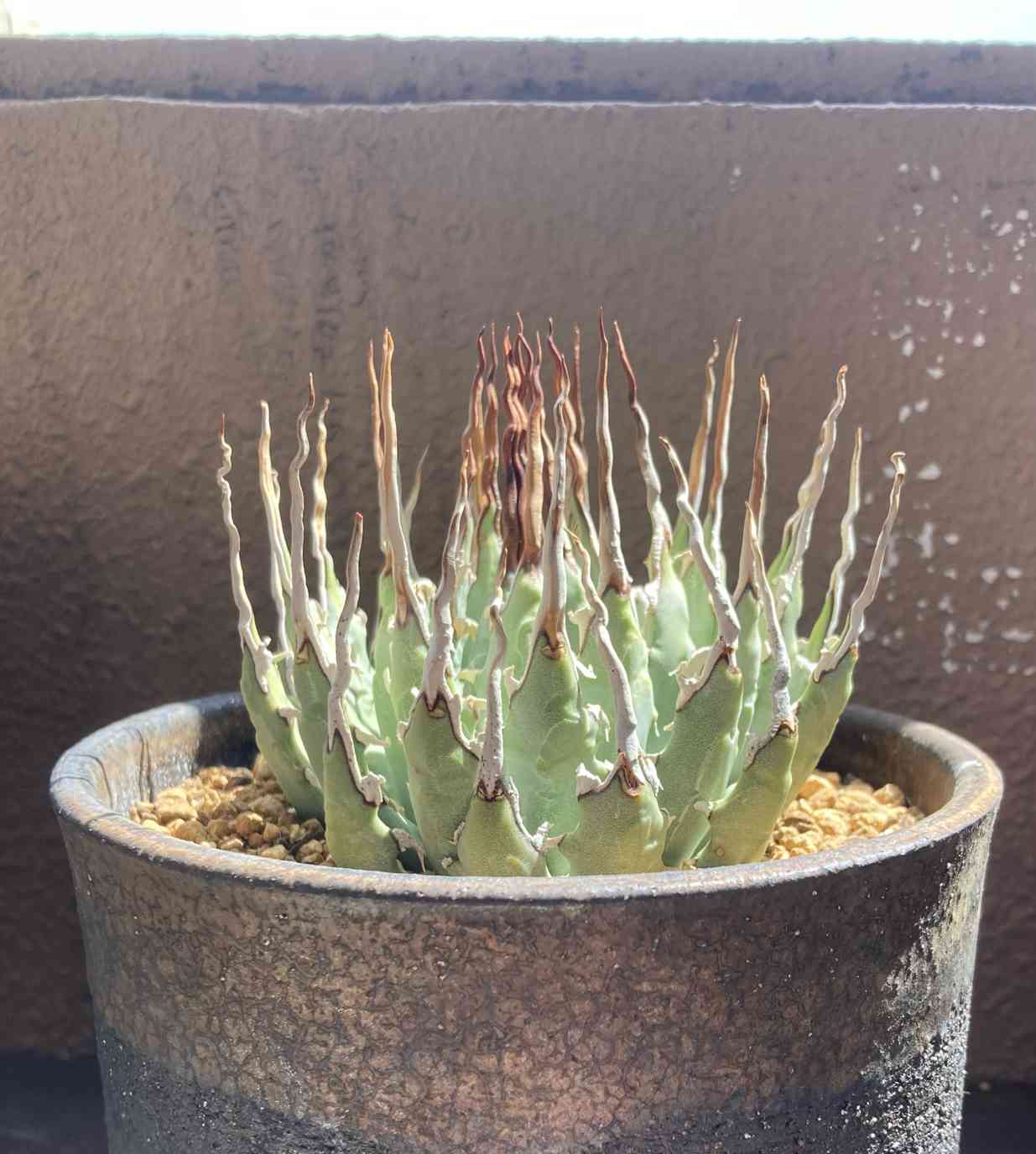 エボリスピナの発根｜🍀GreenSnap（グリーンスナップ）