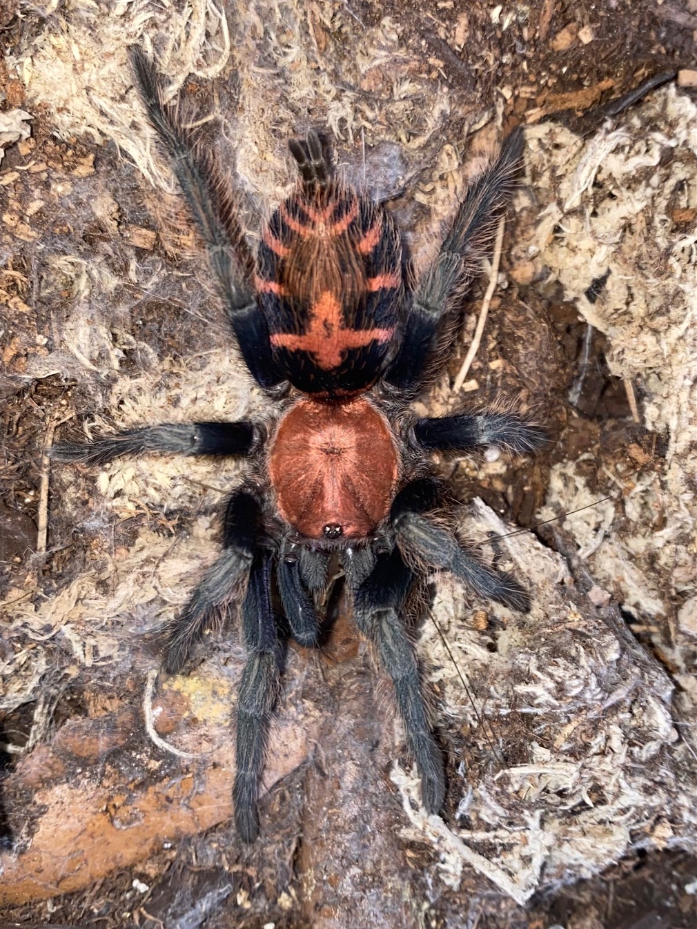 Beginner Tarantula |