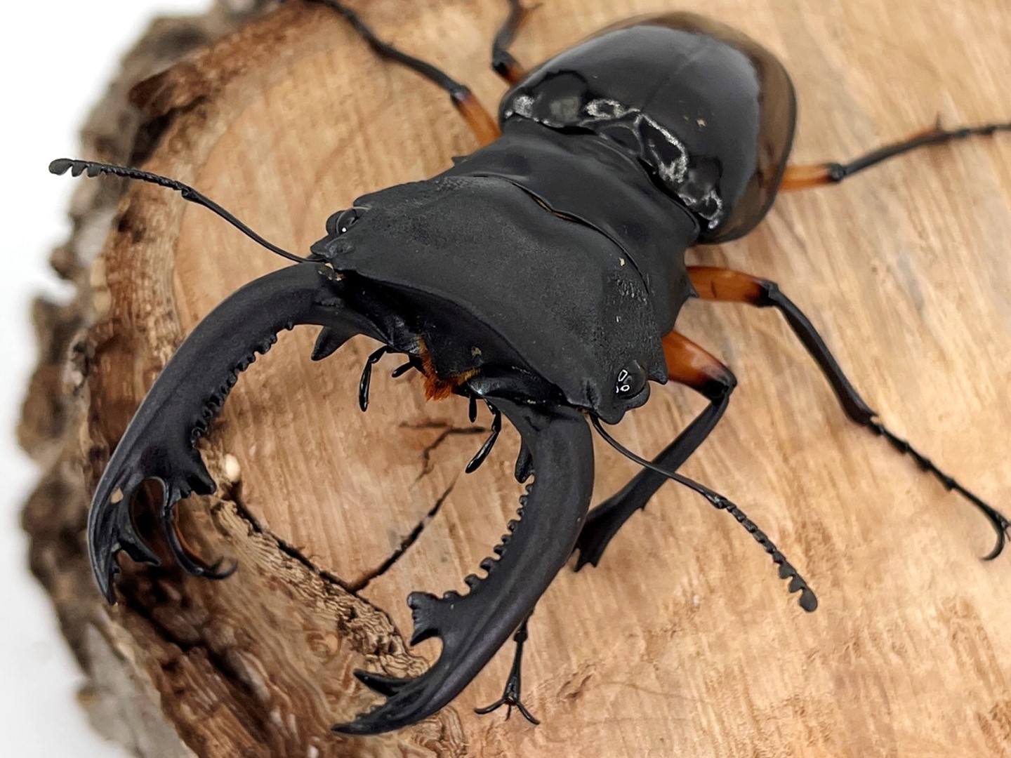 希少/美麗種! インペリアリスツヤ WD ♂55～超特大70mmUP ペア