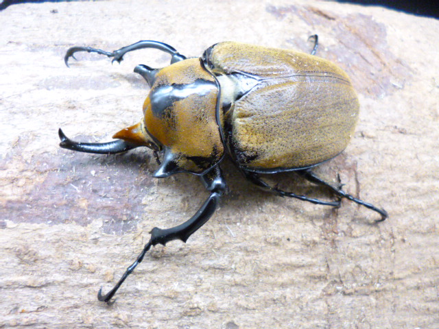 ゾウカブト成虫 | Dorcusfarm